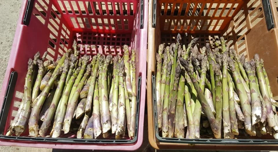 Our first crop of the season: ASPARAGUS!