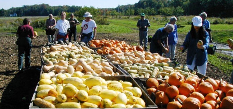 Grindstone+Farm+NY+-+Squash+Bins+(2)