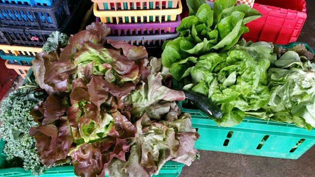 Grindstone+Farm+NY+-+lettuce+baskets Image placeholder indicating a need for a photo, often used in design or content creation to signify missing visual content.
